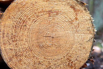 Close-up view of tree rings showing age and growth patterns in a forested area during daylight