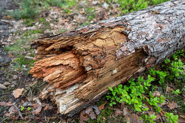 Fototapeta premium Old tree trunk showcasing decay and natural textures in a forest setting