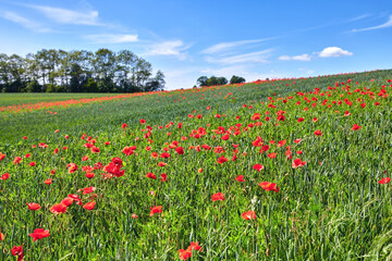 Wheat field, plants and poppy flowers in countryside for sustainable farming, biodiversity and ecology. Empty, natural environment and farmland with landscape for eco friendly scenery and destination