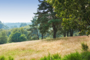 Forest, ecology and landscape with trees, outdoor woods and park with overgrowth and summer. Environment, greenery and natural scenery with ecosystem, wilderness or conservation woodland in Denmark