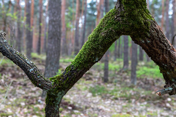 Moss-covered branch in a serene forest during the early morning light