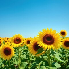 Fototapeta premium Vibrant yellow sunflowers in a vast field under a clear blue sky, wide, photography