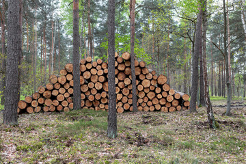 Stacked wooden logs under tall trees in a serene forest environment