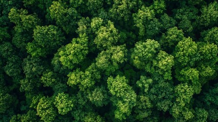 floresta de &aacute;rvores vista a&eacute;rea, meio ambiente limpo, imagem de capta&ccedil;&atilde;o de drone