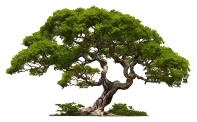 PNG Tree bonsai plant