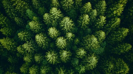 floresta de &aacute;rvores vista a&eacute;rea, meio ambiente limpo, imagem de capta&ccedil;&atilde;o de drone