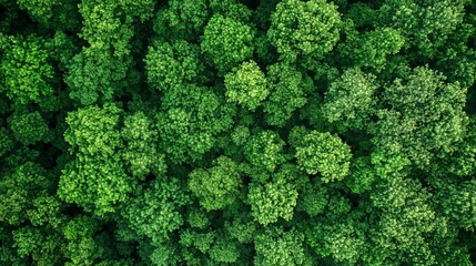 floresta de &aacute;rvores vista a&eacute;rea, meio ambiente limpo, imagem de capta&ccedil;&atilde;o de drone