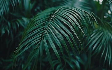 Detailed Closeup of Lush Green Palm Leaf with Elegant Lines and Curves