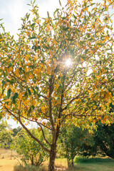 Early signs of Autumn approaching with leaves beginning to turn yellow