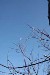 tree branches against blue sky