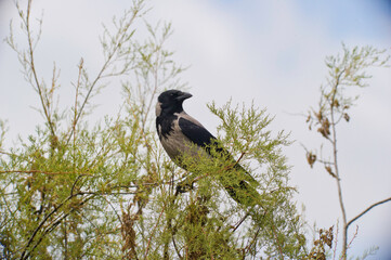 crow on a branch, Hooded Crow (Corvus corone cornix). Sardinia, Italy