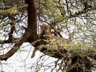 Leopard rests gracefully on a tree branch, perfectly camouflaged among the acacia thorns in the Kenyan wilderness