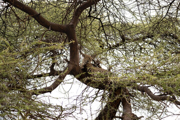 Leopard rests gracefully on a tree branch, perfectly camouflaged among the acacia thorns in the Kenyan wilderness