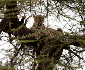Leopard rests gracefully on a tree branch, perfectly camouflaged among the acacia thorns in the Kenyan wilderness