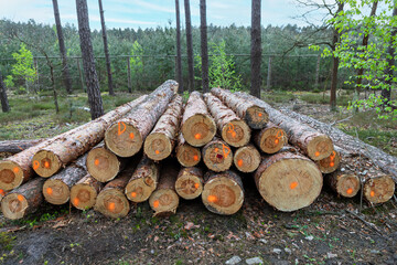 Logs stacked in a forest clearing ready for transport during daylight hours © Iuliia
