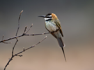 White-throated Bee-eater perches on a bare branch on a rainy day against the moody backdrop
