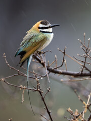 Fototapeta premium White-throated Bee-eater perches on a bare branch on a rainy day against the moody backdrop