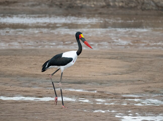 Saddle-billed Stork walking across a muddy riverbank