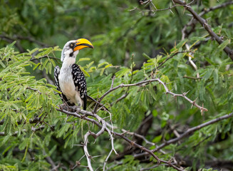 Eastern Yellow-billed Hornbill perches on a thorny branch, its bright bill standing out amid the acacia foliage of Kenya
