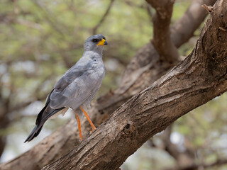 Eastern Chanting Goshawk perched on a tree branch in the Kenyan savannah