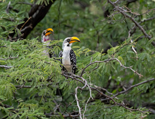 Male and Female Eastern Yellow-billed Hornbills rest among acacia branches in Kenya, their bold plumage and curved yellow bills catching the eye