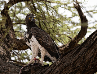 Martial Eagle gripping its prey on a tree branch 
