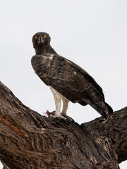 Martial Eagle perched on a tree branch with prey in its talons