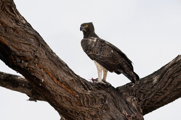 Martial Eagle perched on a tree branch with prey in its talons
