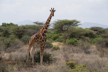 Reticulated giraffe standing tall in a dry savanna landscape in northern Kenya