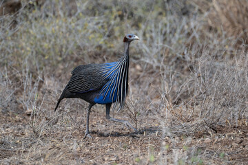 Vulturine Guineafowl walks gracefully across dry, open ground in a thorny savanna landscape