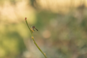 Yellow robber fly perched on rose stem with copy space