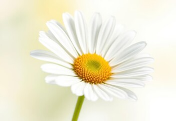 Delicate chamomile flower, petals fully open, isolated on pure white background, picture, white background