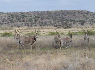A herd of Beisa Oryx grazes in the open savannah, surrounded by scattered acacia trees under a soft, hazy sky