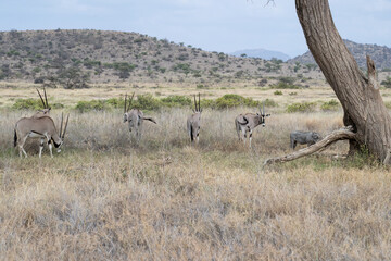 A herd of Beisa Oryx grazes in the open savannah, surrounded by scattered acacia trees under a soft, hazy sky