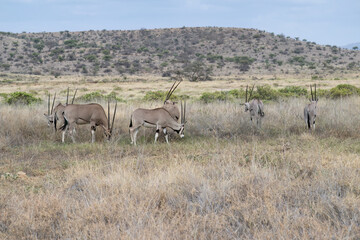 Naklejka premium A herd of Beisa Oryx grazes in the open savannah, surrounded by scattered acacia trees under a soft, hazy sky