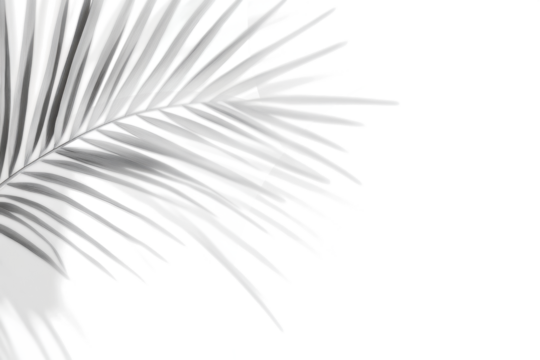 Realistic palm tree branch shadow overlay effect on the corner. Tropical coconut leaf shadow on transparent background. Design elements for summer spring decoration, Mockup for product presentation