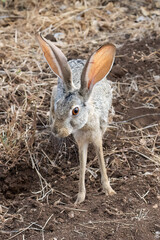 African hare standing on dry ground with large ears upright in a natural savanna habitat