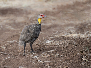 Yellow-necked Spurfowl walking on a dirt path, showing its striking speckled plumage and vivid yellow throat