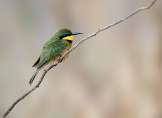 Little Bee-eater perched on a bare branch, displaying its vibrant green, yellow, and blue plumage against a soft background
