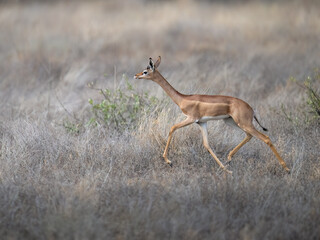 Gerenuk runs gracefully across the dry savanna, showcasing its long legs and elongated neck
