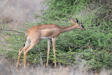  Gerenuk browses on thorny acacia branches, stretching its neck to reach fresh green leaves