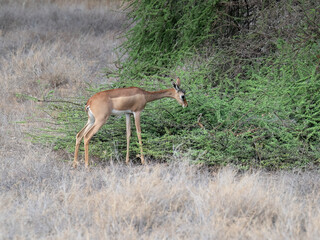  Gerenuk browses on thorny acacia branches, stretching its neck to reach fresh green leaves