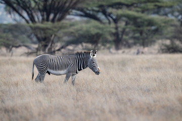 Fototapeta premium Grevy's zebra standing in tall grass on the African savanna