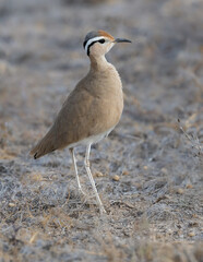 Somali Courser stands alert on dry, grassy ground, showcasing its slender legs, sandy plumage, and bold white eyebrow stripe
