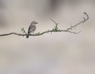 African Grey Flycatcher perches on a thorny acacia branch