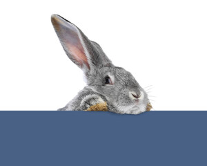 Cute fluffy rabbit peeking out from blue paper on white background