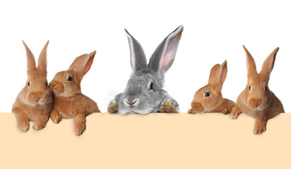 Cute fluffy rabbits peeking out from beige paper banner on white background
