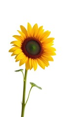 Single sunflower, vibrant yellow petals, pristine white background, light, sunflower, nature