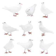 Beautiful dove isolated on white, collage of photos