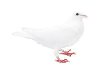 One dove isolated on white. Graceful bird